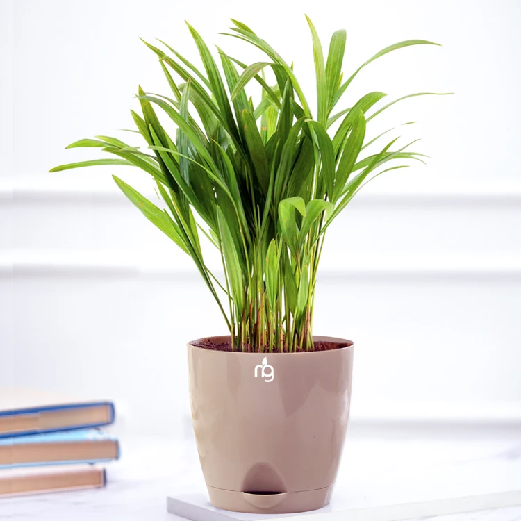 Nurturing Green Areca Palm Premium Plant in Self Watering Pot