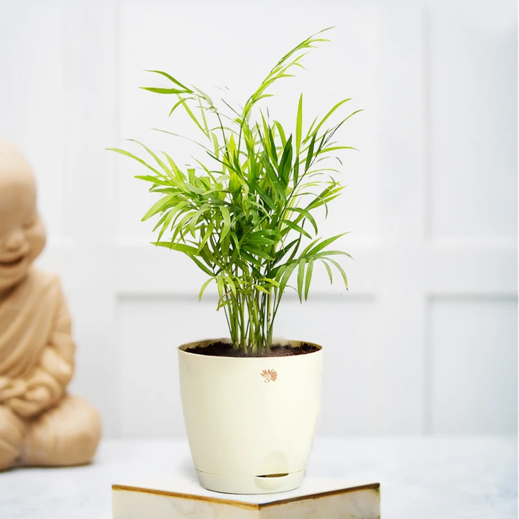 Nurturing Green Premium Plant in Ivory Self Watering Plastic Pot