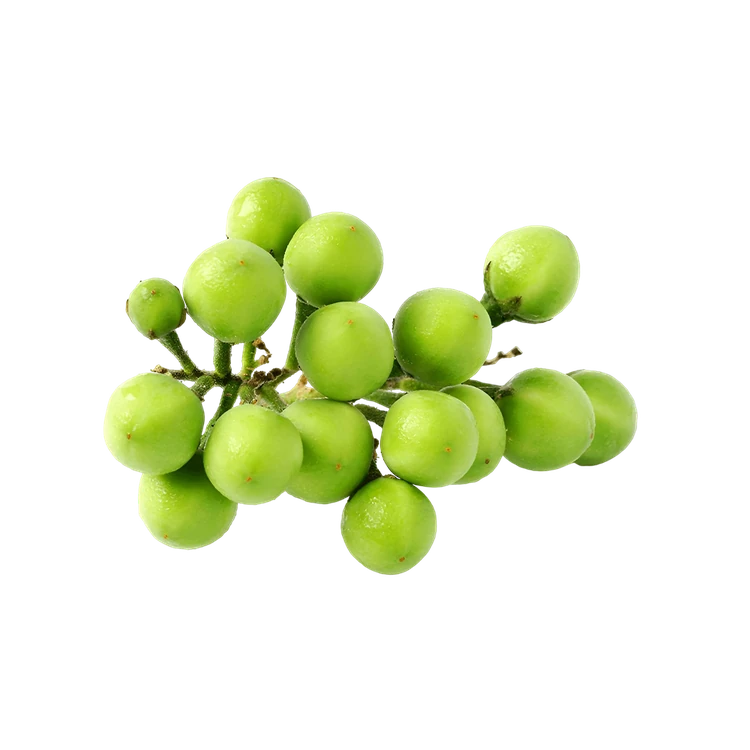 Pea Eggplant (Kakamunji)