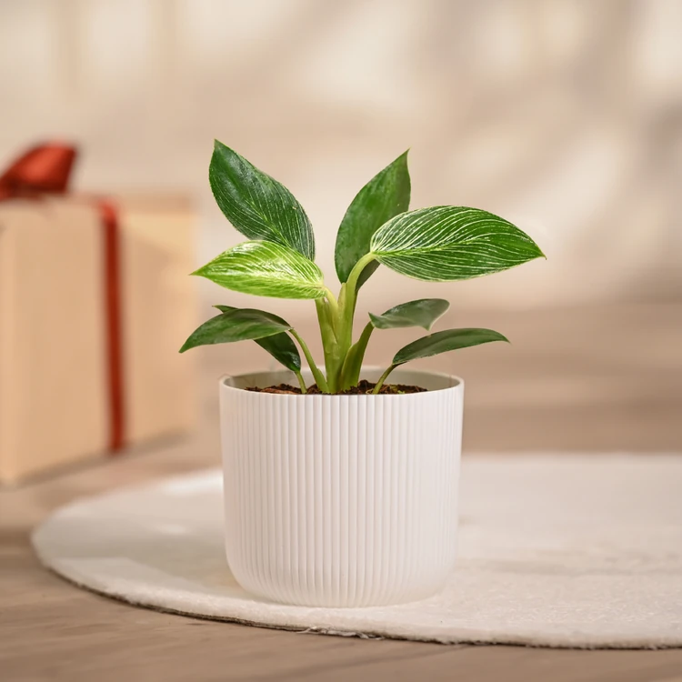 Ugaoo Ugaoo Philodendron Birkin Premium Plant with White Ibiza Pot