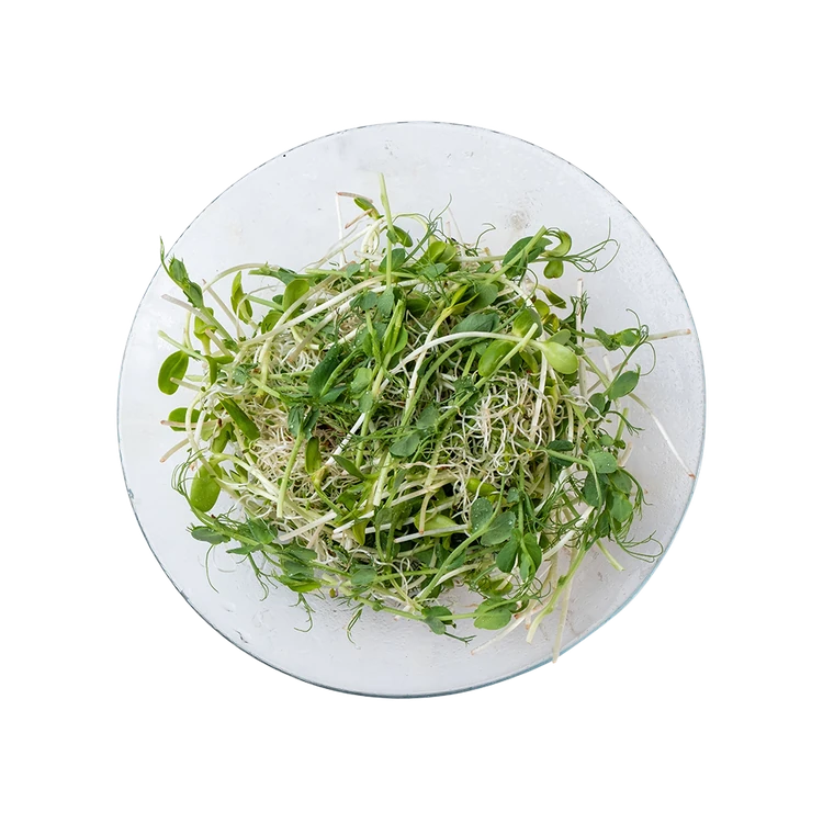 Salad Mix Microgreens