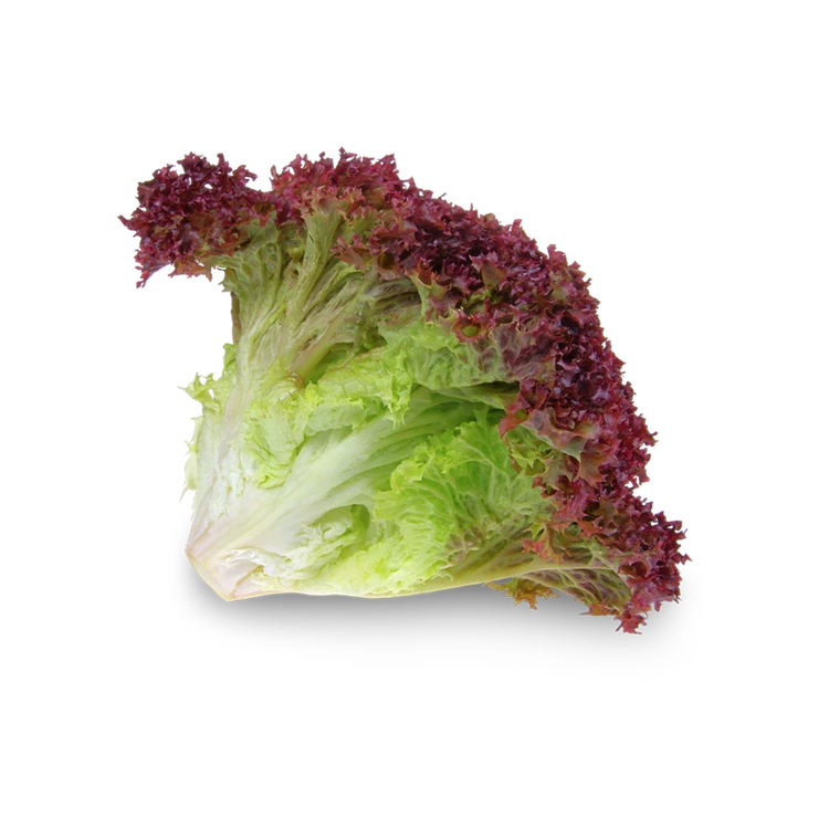 Red Lettuce (Letis Soppu)