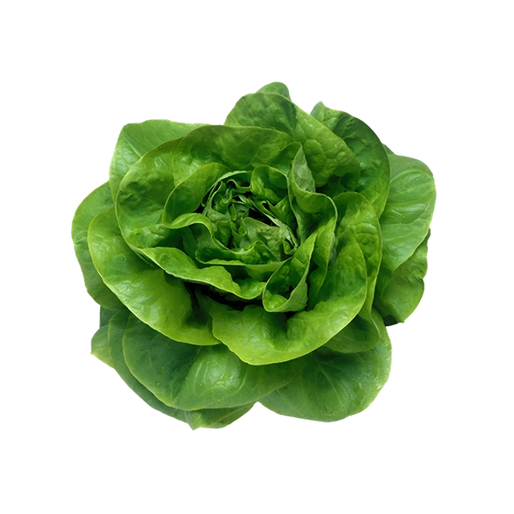 Butterhead Green Lettuce Hydroponically Grown (Letis Soppu)