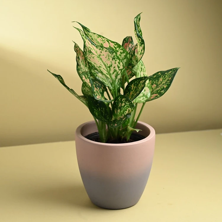 FlowerAura Red Premium Plant In Ceramic Pot