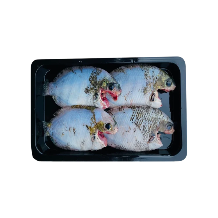 Fresh Store Pearl Spot Fish