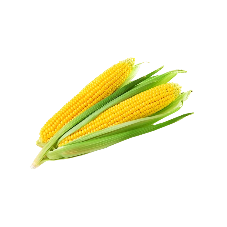 Corn Cob (Bhutta) (Jola)
