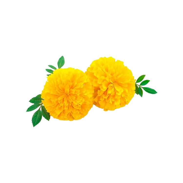 CC Yellow Marigold Flowers by Freshbury (Hoovu)