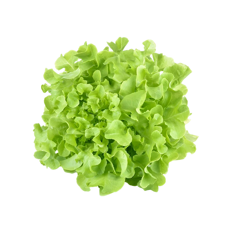 Oak Leaf Green Lettuce Hydroponically Grown (Letis Soppu)