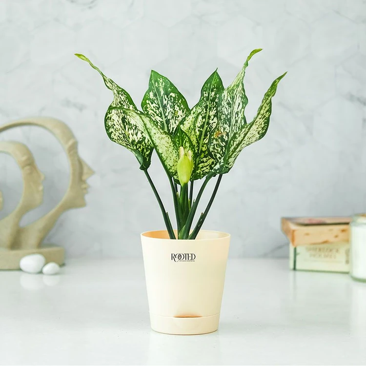 Rooted Aglaonema Snow White Premium Plant In Ivory Self Watering Pot