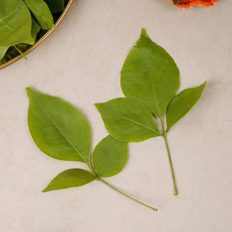 CC Bel Patta by Freshbury (Bilva Patre)