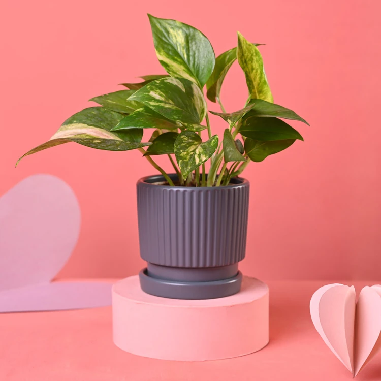Ugaoo Variegated Money Plant in Grey Ceramic Pot