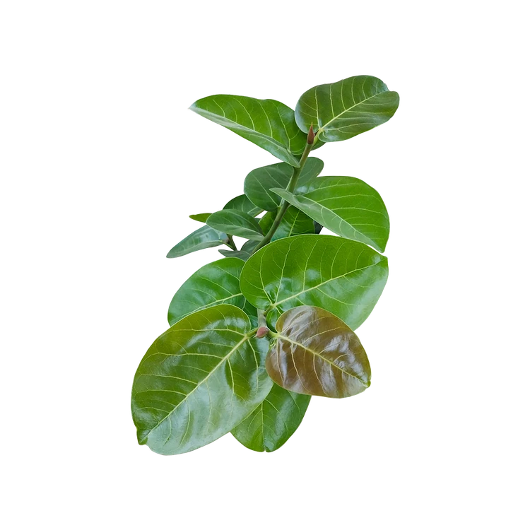 Banyan Tree Sapling (Soppu)