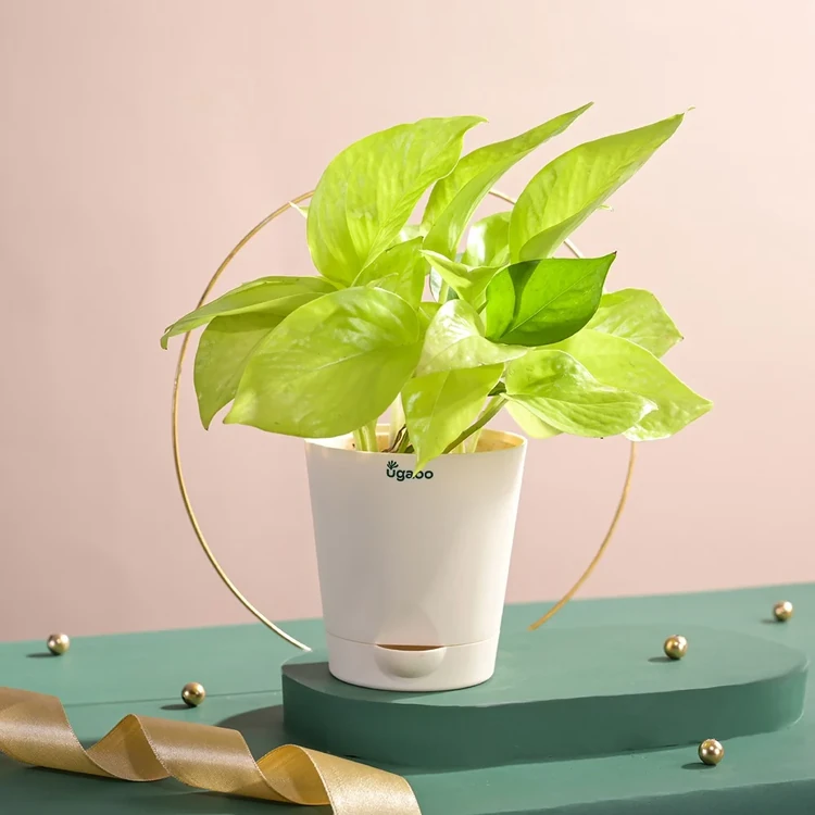 Ugaoo Golden Money Plant In Self Watering Pot