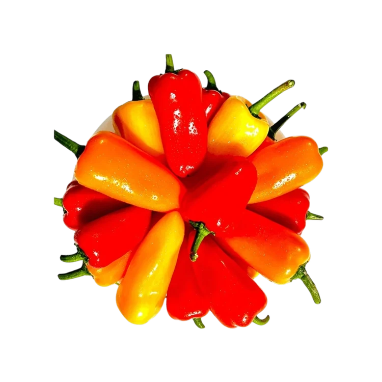 Snack Pepper Mix (Red & Yellow) (Haladi Dappa Menasina Kaayi)