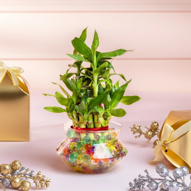 Nurturing Green 2-Layer Bamboo Plant in Glass Pot
