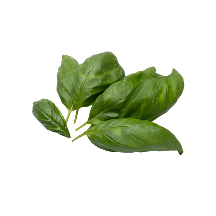 Hydroponic Italian Basil Leaves (Tulasi Yelegalu)