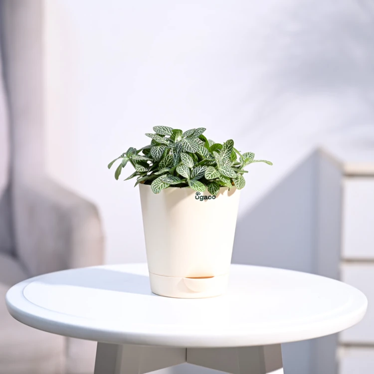 Ugaoo Fittonia Nerve Premium Plant in Ivory Self Watering Pot