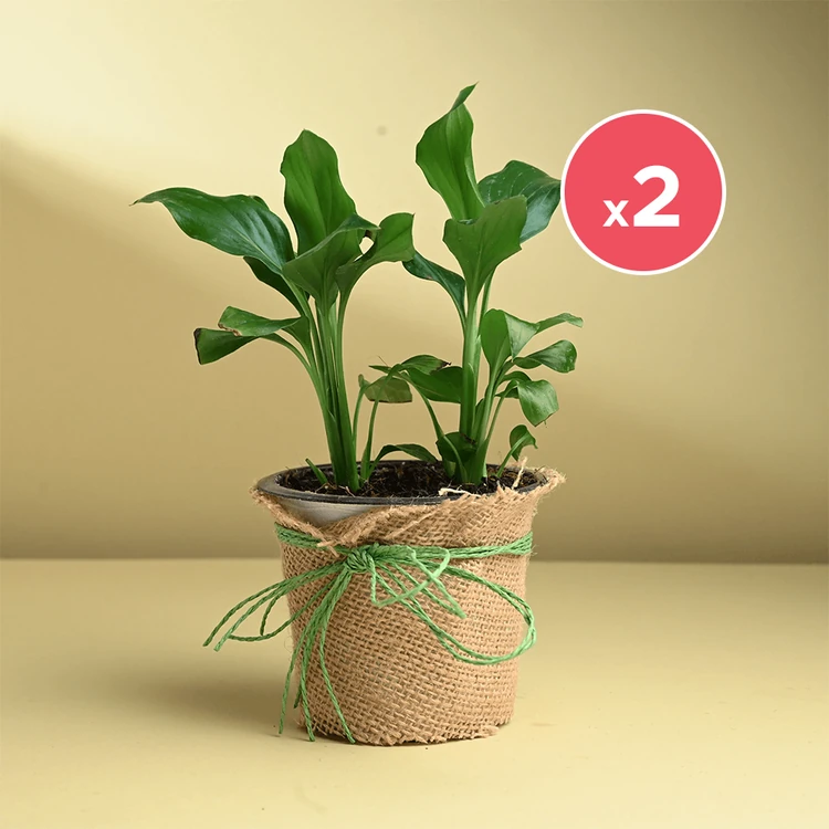 FlowerAura Milt Snake Plant in Blue Self Watering Pot with 100g Organic Manure - Pack of 2