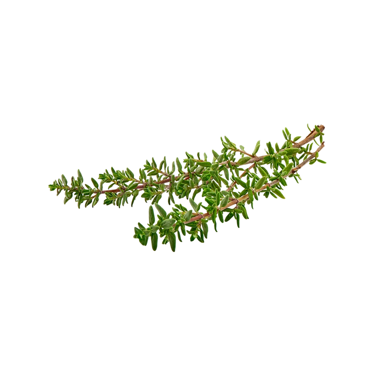 Fresh Thyme