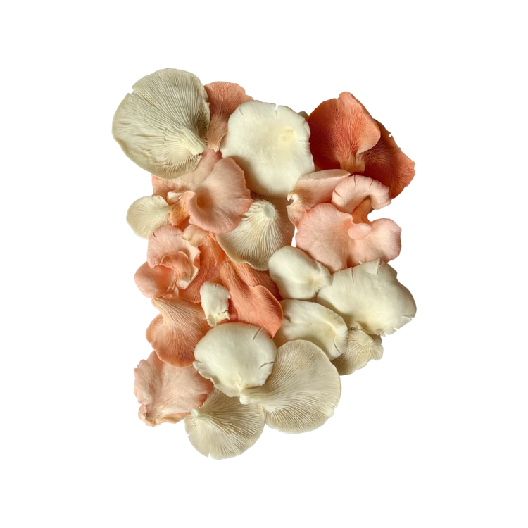 Mushroom Oyster Bloom - White & Pink (Anabe)