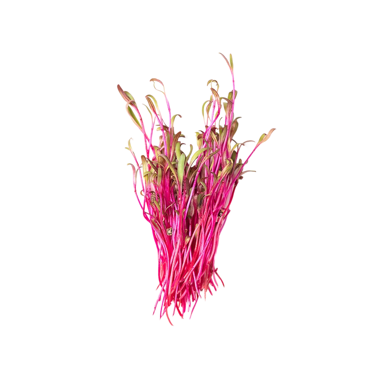 Beetroot Microgreens
