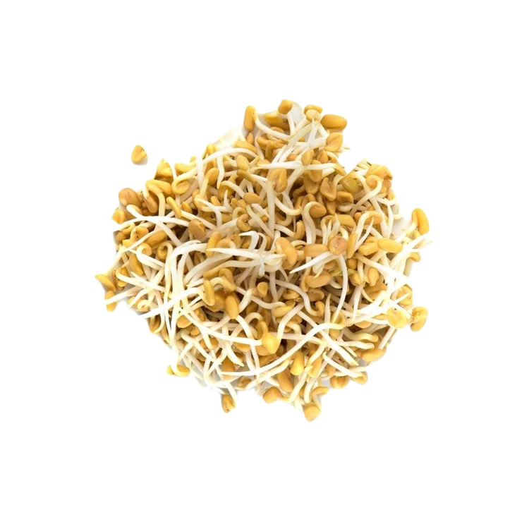 Fenugreek (Methi) Sprouts by GG (Molke Kalu)