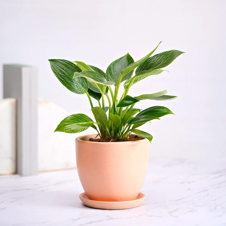 Nurturing Green Indoor Premium Plant (5 Inch) Blush Pink Ceramic Pot