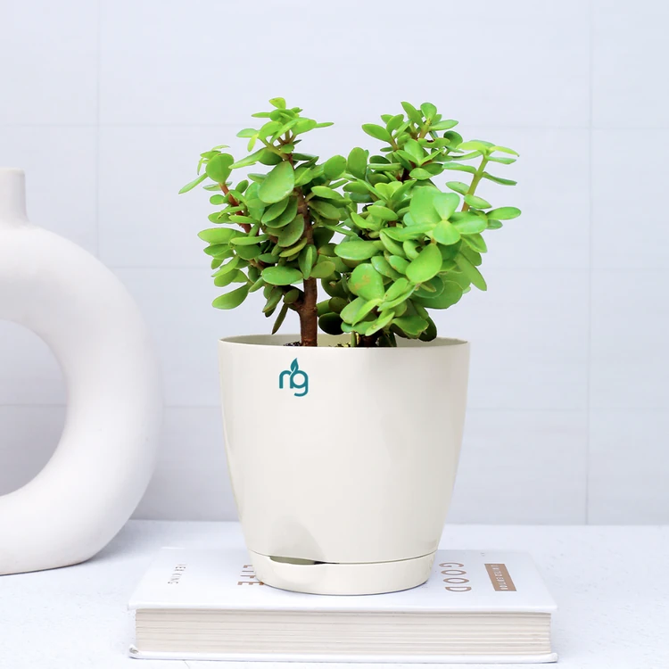 Nurturing Green Jade Plant in 4.5 Inch Ivory Self Watering Plastic Pot