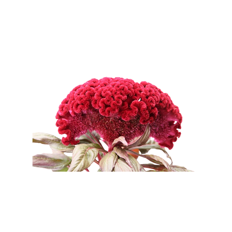 Cockscomb Flower (Seetha Jada)