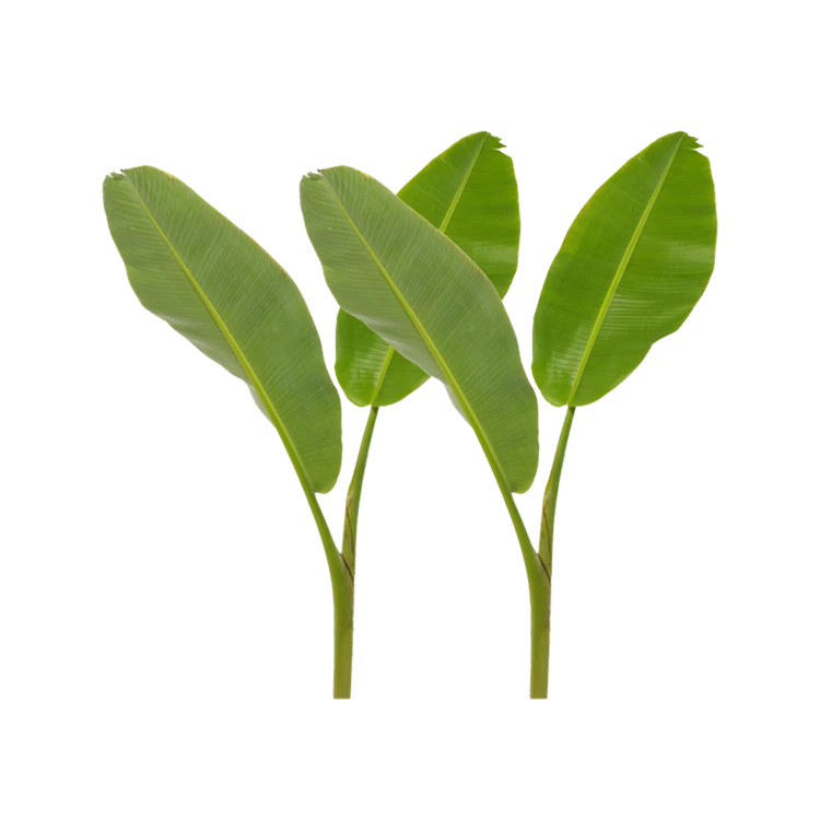 Banana Leaf with Stem (Baale Yele)