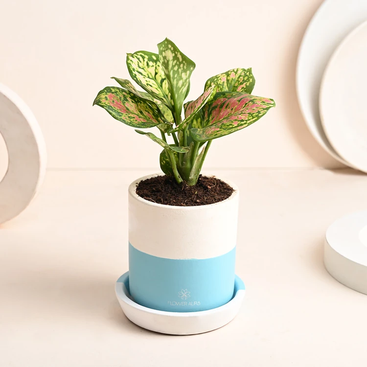 FlowerAura Premium Plant In Blue & White Terracotta Pot
