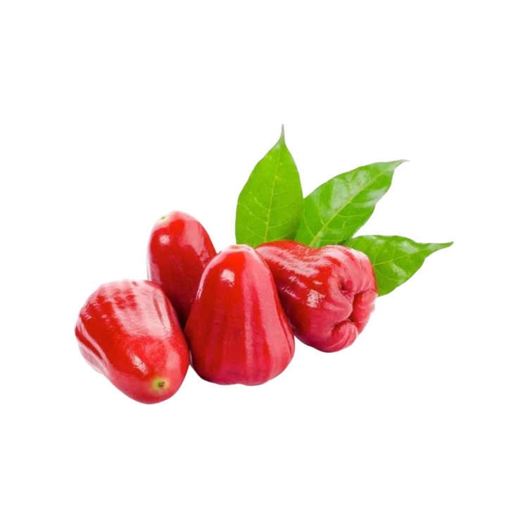 Rose/ Water Apple (Thai Java) (Rose Sebu)