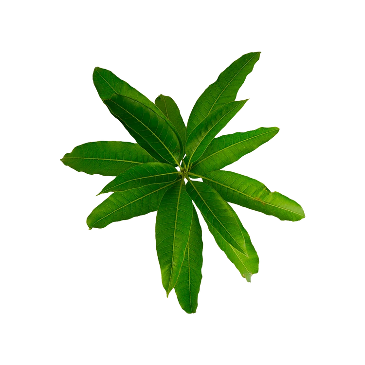 Mango Leaves Special Offer