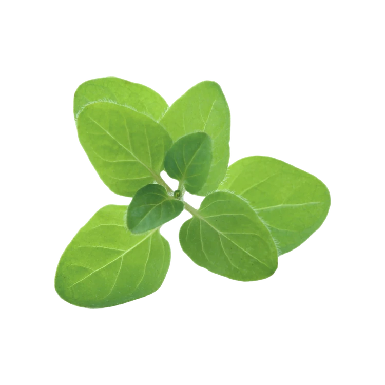 Fresh Oregano
