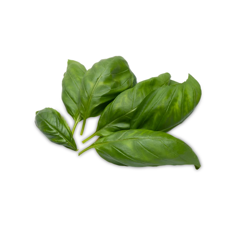 Basil Leaves - Hydroponically Grown (Tulasi Yelegalu)