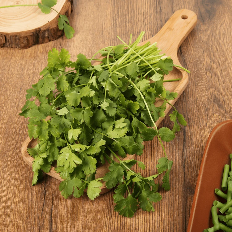 Coriander (Without Roots) (Kottambari Soppu)