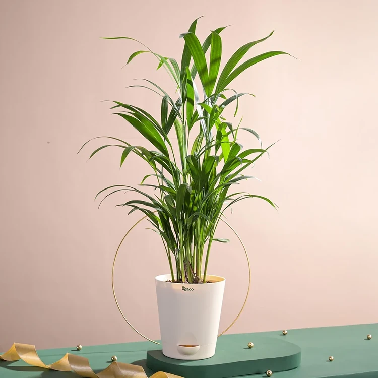 Ugaoo Areca Palm Premium Plant with Self Watering Pot