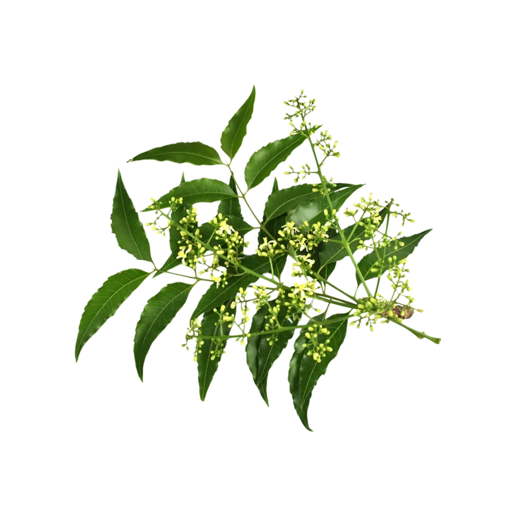 Neem Leaves Bunch (Bevu Soppu)