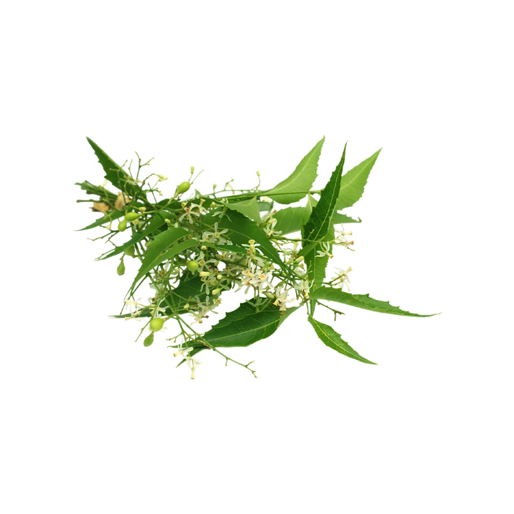 Neem Leaves (with Flowers) (Bevu Soppu)