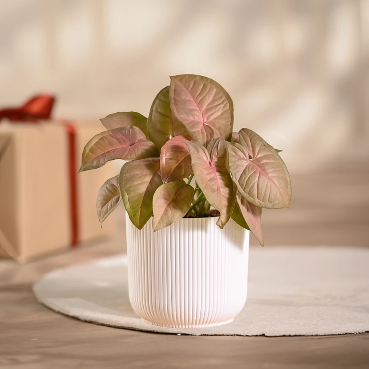 Ugaoo Syngonium Pink Premium Plant with White Ibiza Pot