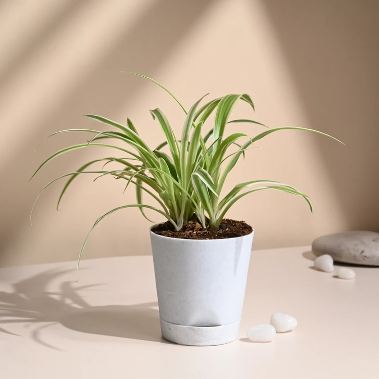 FlowerAura Spider Premium Plant In White Fiber Pot