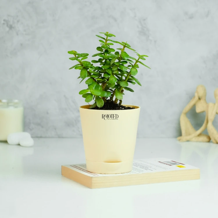 Rooted Jade Plant In Ivory Self Watering Pot