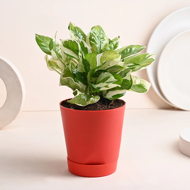 FlowerAura White Pothos Premium Plant In Red Fibre Pot