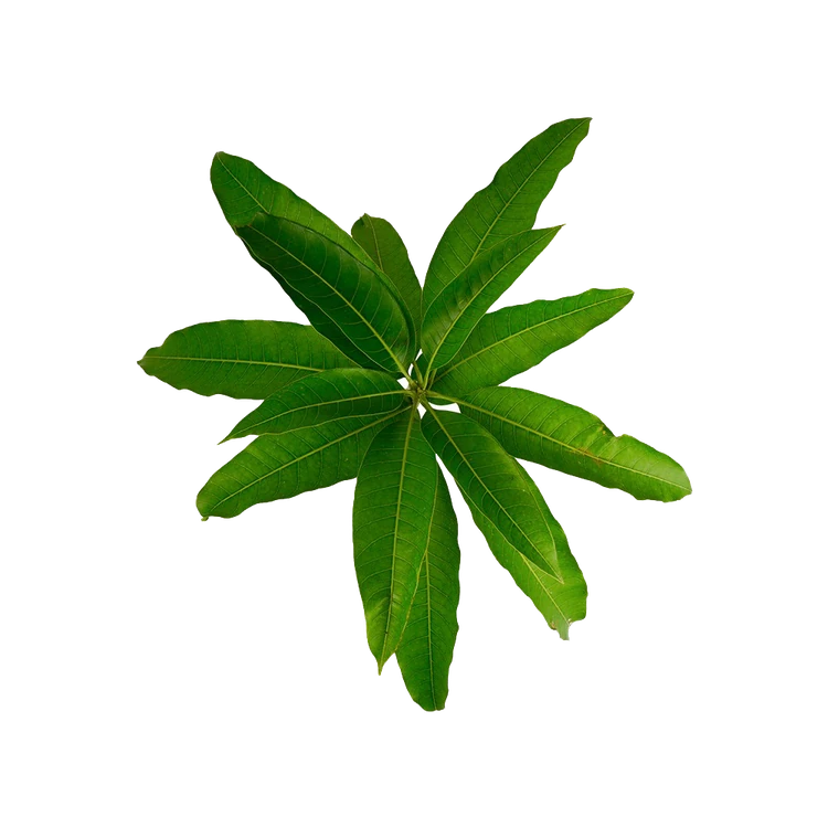 Mango Leaves - Special Offer