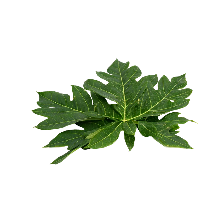 Papaya Leaves (Papaya Ele)