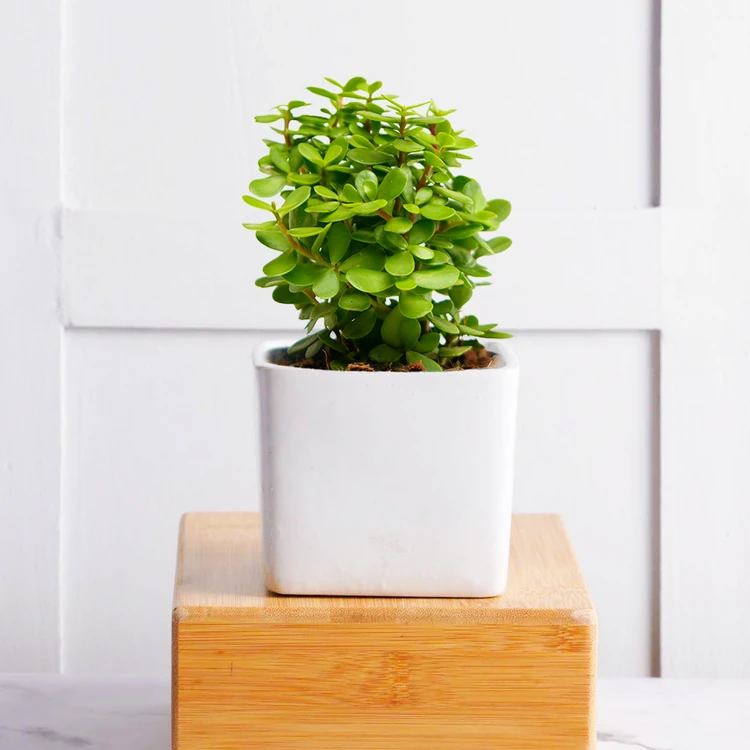 Nurturing Green Jade Plant in White Ceramic Pot