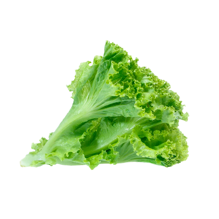 Green Lettuce (Letis Soppu)