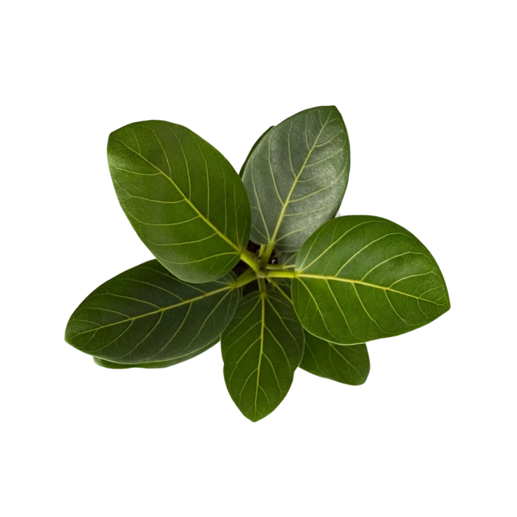 Banyan Leaf Bunch - 1 Pack (Alada marada yele)