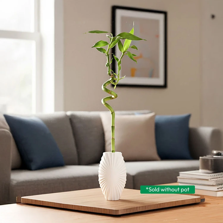 Ugaoo Spiral Stick Lucky Bamboo Plant