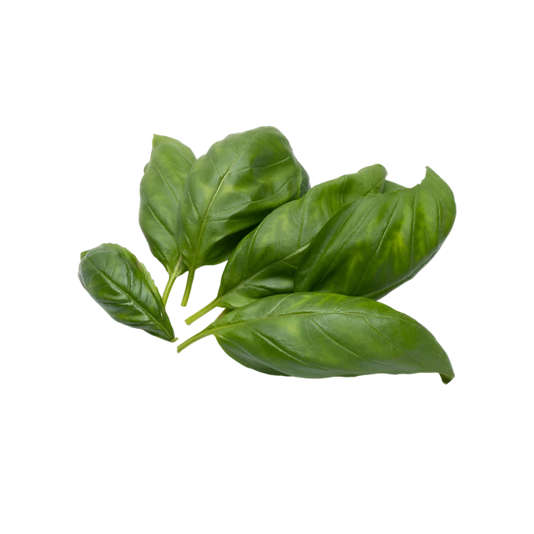 Basil Leaves - Hydroponically Grown (Tulasi Yelegalu)